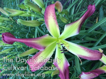 Daylily Purple Horse of Oz